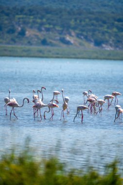 Arnavut Göllerinde Büyüleyici Flamingo Balesi.