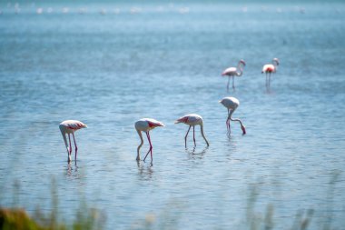 Arnavut Göllerinde Büyüleyici Flamingo Balesi.