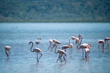 Arnavut Göllerinde Büyüleyici Flamingo Balesi.