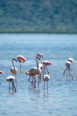 Arnavut Göllerinde Büyüleyici Flamingo Balesi.