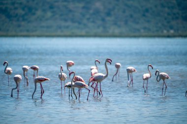 Arnavut Göllerinde Büyüleyici Flamingo Balesi.