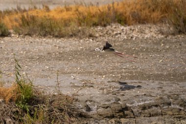 Arnavutluk 'un Vlora kentindeki Narta Gölünde Siyah Boynlu Stilt yürüyor