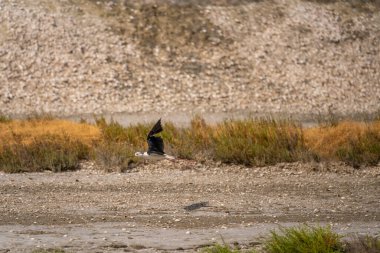 Black-Necked Stilt walking in Narta Lagoon, Vlora, Albania clipart