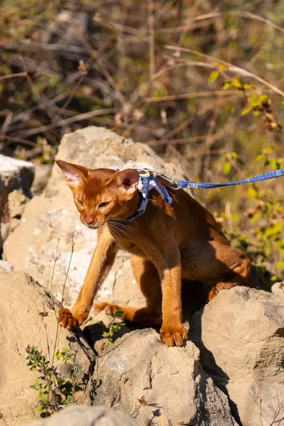 stock image Abyssinian cat on lawn in the garden.