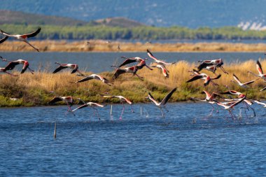 Arnavutluk Gölünde Flamingo Balesi.