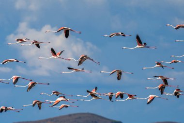 Arnavutluk Gölünde Flamingo Balesi.