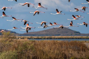 Arnavutluk Gölünde Flamingo Balesi.