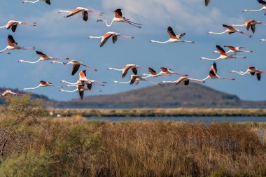 Flamingo Ballet in Albanian Lagoon. clipart