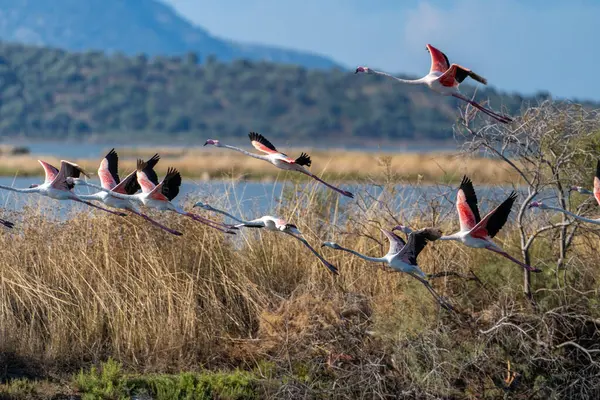 Arnavutluk Gölünde Flamingo Balesi.