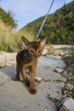 Şirin, genç Habeş kedisi..