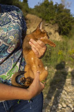 Şirin, genç Habeş kedisi..