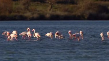 Arnavutluk 'ta Flamingo - Narta, Vlora.