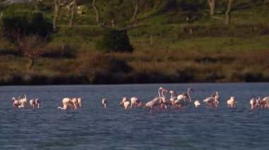 Arnavutluk 'ta Flamingo - Narta, Vlora.