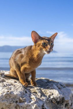 Parktaki yeşil çimenlikteki gri sevimli yerli Habeş kedisinin yakın plan portresi..