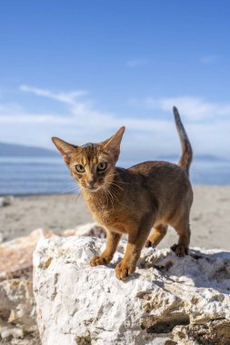 Parktaki yeşil çimenlikteki gri sevimli yerli Habeş kedisinin yakın plan portresi..