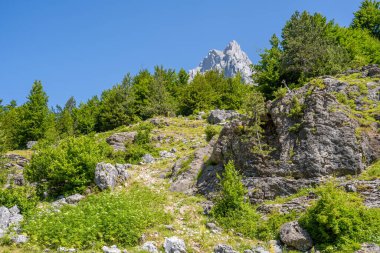 yüksek dağ zirveleri olan çam ağaçları.
