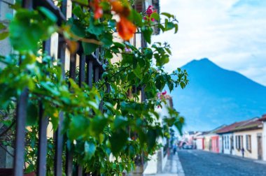 Çiçekler ve bitkiler ön planda, şehrin pencerelerinde.