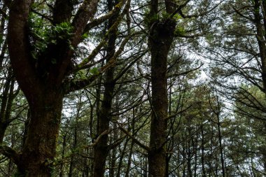 El Pital, El Salvador 'da dalların arasından süzülen yumuşak doğal ışıkla bir çam ormanının görüntüsü. Bitkilerle dolu huzurlu bir ortam..