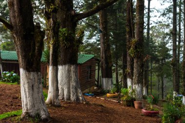El Pital, El Salvador 'da, çam ağaçlarıyla çevrili ahşap bir kulübe, beyaz boyalı gövdeli ağaçlar ve eko-turizm için mükemmel dekoratif saksı bitkileri içeren huzurlu bir manzara..