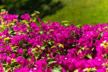 Güneş ışığıyla aydınlatılan tropik bir bahçede parlak fuşya begonvili çiçeklerin yakın çekimi. Renkli ve doğal bir sahne. Süslü çiçeklerin güzelliğini vurguluyor..