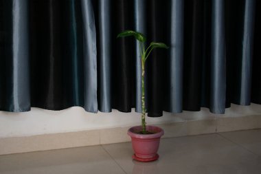 Beyaz arkaplanda yeşil bir saksı