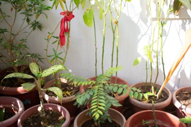 Güzel botanik fotoğrafı, doğal duvar kağıdı.