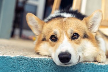 Yorgun Corgi köpeği başı dışarıda yerde yatıyor ve üzgün gözlerle başka yere bakıyor. Yakın çekim fotoğrafı, seçici odaklanma. Safkan köpek, evcil hayvan, güzel hayvan. Tüylü tüylü Corgi dinleniyor evin bahçesinde.