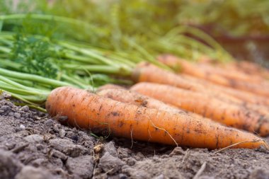 Yerde taze koparılmış turuncu havuç sürüsü. Yakın plan. Olgun havuçları sıraya dizin. Bitkiler yetişiyor, mevsimlik büyük hasat. Sebze yetiştirme ve bahçe işleri. Sağlıklı ve nitratlı bedava yemek..