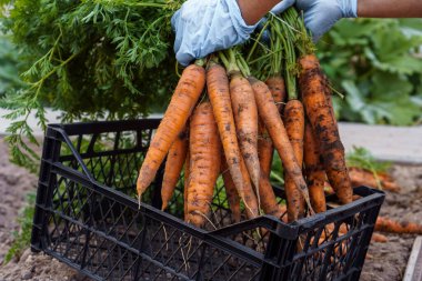 Bahçeden koparılmış taze havuçlar, yakından çekilmiş. Lateks eldivenli bir insan eli siyah plastik sepete bir sürü sulu havuç koydu. Bitki büyüyor. Sebzeler, sağlıklı ve nitrat bedava..