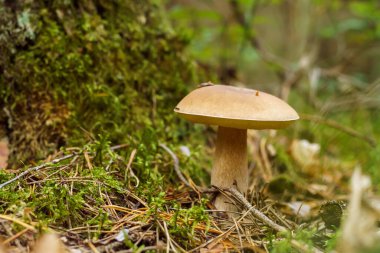 Yeşil çimenlerin, kurumuş yaprakların, dalların, bitkilerin arasında yetişen olgun portakal kaplamalı mantarların yakın çekimi. Seçici odaklanma. Mantar toplamak, sonbahar, hasat.