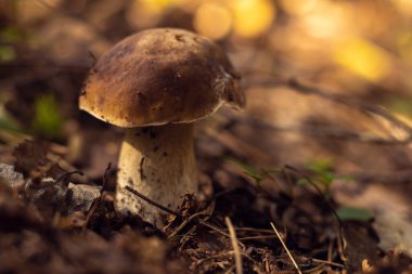 Büyük boletus edulis beyaz sepet mantarının yakın plan çekimi. Parktaki orman tarlasının gölgesinde yetişen yeşil çimenler, kurumuş yapraklar, güneşli bir günde büyüyen bitkiler. Yumuşak odaklanma. Mantar toplamak, sonbahar, hasat.