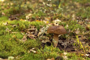 Parktaki orman tarlasında yetişen muhteşem boletus edulis beyaz sepet mantarının yakın çekimi yeşil çimenler, kurumuş yapraklar, güneşli bir günde bitkiler. Seçici odaklanma. Mantar toplamak, sonbahar, hasat.