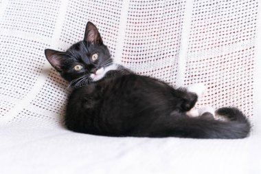 Beyaz pamuklu ekose üzerinde uzanmış beyaz tüylü, uzun tüylü kedi yavrusu kedi yavrusunun portresi. Pençelerini katlayıp kameraya bakıyor, poz veriyor. Hayvan hayatı, evcil hayvan evlat edinme, evcil hayvan sevgisi..