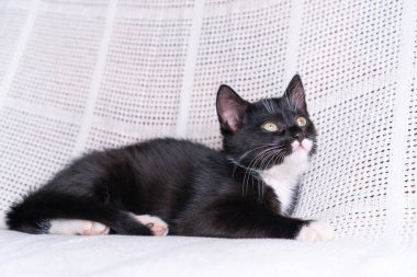 Beyaz pamuklu ekose üzerinde uzanmış beyaz tüylü melez kedi yavrusunun portresi, evde katlanmış pençeler, yukarı bakıyor, poz veriyor. Hayvan hayatı, hayvan bakımı, evcil hayvan evlat edinme, evcil hayvan sevgisi. Yan görünüm.