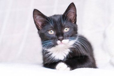 Beyaz pamuklu ekose üzerinde uzanmış beyaz tüylü, uzun tüylü kedi yavrusu kedi yavrusunun portresi. Pençelerini katlayıp kameraya bakıyor, poz veriyor. Hayvan hayatı, evcil hayvan evlat edinme, evcil hayvan sevgisi..