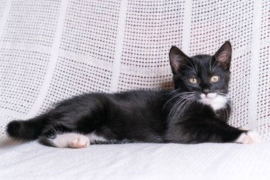 Evinde beyaz pamuklu ekose üzerinde uzanmış poz veren, poz veren, poz veren kameraya bakan, ciddi siyah tüylü, uzun tüylü kedi yavrusunun portresi. Hayvan hayatı, hayvan bakımı, evcil hayvan evlat edinme, evcil hayvan sevgisi..