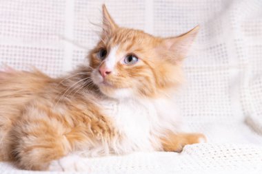 Sevimli portakal rengi, uzun tüylü, tüylü melez kedi yavrusunun portresi. Beyaz pamuklu ekose üzerinde uzanmış duruyor, yana bakıyor, poz veriyor. Hayvan hayatı, evcil hayvan, evlat edinme, hayvan bakımı, evcil hayvan sevgisi. Yakın plan..