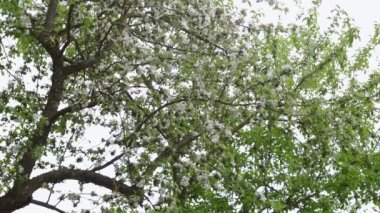 Ağacın doğal görüntüsünün sabit bir videosu. Çiçek dalları çiçek açıyor ve gökyüzüne yapraklar dökülüyor. Park ve doğal rezervasyon. Sürdürülebilir yaşam tarzı ve bitki bakımı. Düşük açı görünümü