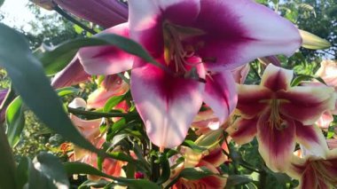 Çiçek aranjmanında yaprakları ve erkek çiçekleri olan hoş kokulu, mor, pembe zambak tomurcuğunun videosunu kapat. İlkbaharda çiçek, aromaterapi ve parkta bitki bakımı. Düşük açı görünümü, yüzey seviyesi, makro