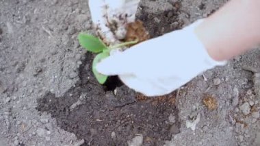 Tanımlanamayan bir kadının eldiven taktığı, salatalık filizinin kök ve yapraklarla filizlendiği bir video. Bahçıvanlık, toprak ve toprak bakımı, botanik sorunları. Sebze hasadı. Yüksek açı