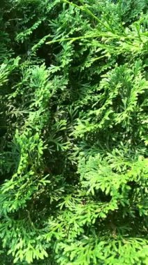 Pan sol tarafta sedir, Thuja, arborvitae yeşil bitki çalısı, çalı videosu var. Ekolojik ve doğal görüş, çevresel koruma ve doğa bakımı. Bahçe işleri ve yeni bitkiler. Yan görünüm, tam çerçeve
