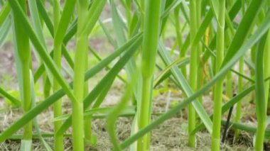 Tilt view, yukarı hareket eden yeşil sulu kökler ve bahçedeki toprakta yetişen sarımsak yaprakları. Çevre ve ekoloji sorunu. Çiftlik arazileri, tarım tesisleri. Hasat olarak sarımsak sosu. Video, 4k