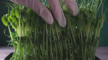 Mikroyeşillikler yerli yetiştirme. Beyaz lateks eldivenli insan elleri yakın plan makaslı yeşil lahanaları kesiyor. Yenilebilir hasat, tohum yetiştirme. Vegan ve sağlıklı beslenme konsepti.