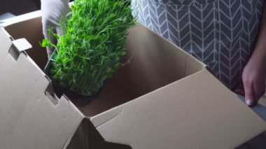Mikroyeşillikler yerli yetiştirme. Lateks beyaz eldivenli kadın el yeşil mikroyeşil lahanalı kapları karton kutuya koydu. Evde tohum yetiştirme, filizlenme. Vegan ve organik gıda konsepti.