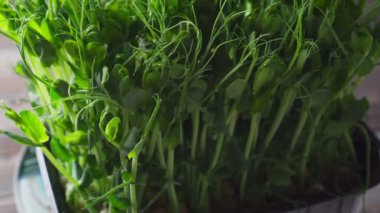 Mikroyeşillikler yerli yetiştirme. Yeşil mikroyeşil lahanalı bir konteynır yakın plan. Yeşillik yapraklı yenilebilir hasat, tohum yetiştirme, filizlenme. Vegan ve organik gıda konsepti.