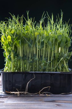 Mikroyeşillikler yerli yetiştirme. Taze, yoğun, mikroyeşil lahanalardan oluşan siyah bir kap. Yeşillik yaprak, tohum yetiştirme, uygun tarım koşulları. Vegan ve organik gıda konsepti.