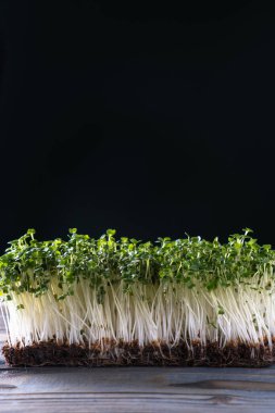 Mikroyeşillikler yerli yetiştirme. Siyah duvarda mikroyeşil lahanalar. Yazı için boş yer. Yeşillik yaprak, tohum yetiştirme, uygun tarım koşulları. Vegan ve organik gıda konsepti.