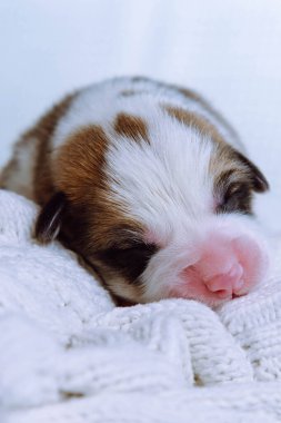 Dikey sevimli uykucu, uyuyan üç renkli Galli Corgi yavru köpeği beyaz yumuşak battaniyenin üzerinde yatıyor. Beslendikten ve oynadıktan sonra tatlı rüyalar ve rahatlama. Veteriner tedavisi ve kontrol. Boşluğu kopyala, kapat.