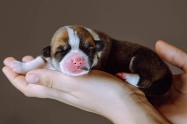 İki aylık köpek pembroke corgi yavrusunun, kahverengi arka planda tanınmayan bir kadının ellerinde uyuyan tatlı yan görüntüsü. Hayvan sevgisi, hayvan bakımı, köpek bakımı, veteriner kliniği. Stüdyo.