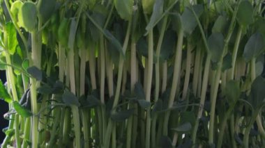 Mikroyeşillikler yerli yetiştirme. Yeşil mikroyeşil lahanalı bir konteynır yakın plan. Yeşillik yapraklar, tohum tohumu, elverişli büyüme koşulları. Vegan ve organik gıda konsepti.